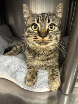 Tabby Cats Available for Adoption - Kitten - Lazarus | PetCurious