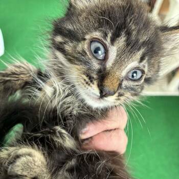 Curly Fry -  Domestic Short Hair Cat for Adoption in Delta, Ohio - Curly Fry | PetCurious