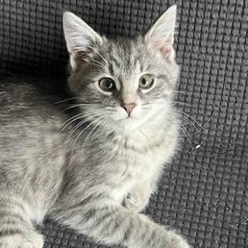 Domestic Short Hair Cats Available for Adoption - Scallywag | PetCurious