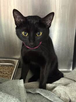 Domestic Short Hair Cats Available for Adoption - KAREN | PetCurious