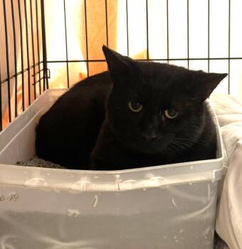 Teddy -  Domestic Short Hair Cat for Adoption in Saint Clairsville, Ohio - Teddy | PetCurious