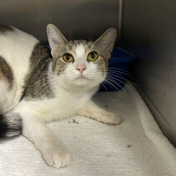 Domestic Short Hair Cats Available for Adoption - Katniss | PetCurious