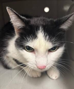 Rescue Domestic Short Hair Cats for Adoption in Greenfield, Indiana - Cruella | PetCurious