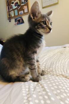 Ramona (Bonded to Beezus) -  Domestic Short Hair Cat Available for Adoption in Portland, Oregon - Ramona (Bonded To Beezus) | PetCurious