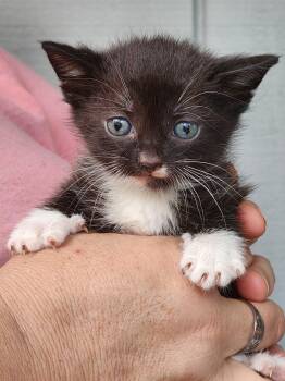 Rescue Domestic Short Hair Cats for Adoption in Bristol, Tennessee - Sophie | PetCurious