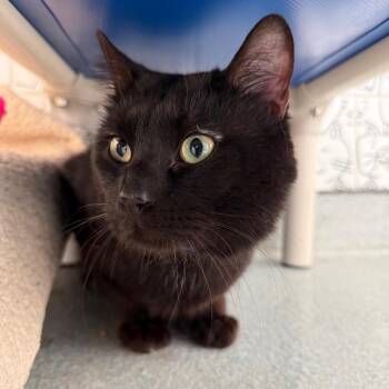 Lestat -  Domestic Short Hair Cat for Adoption in Chicago, Illinois - Lestat | PetCurious