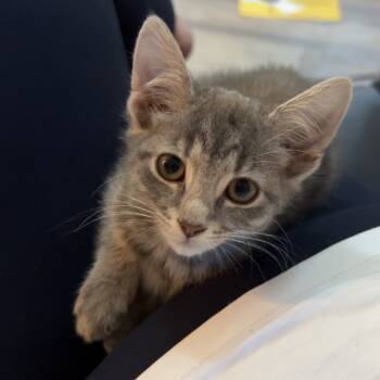 Rescue Domestic Short Hair Cats for Adoption in Charlotte, North Carolina - Pillow Cat (Gabby Cats) | PetCurious