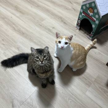 Domestic Short Hair Cats Available for Adoption - Ham & Chicken | PetCurious