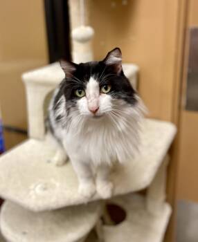 Domestic Long Hair Cats Available for Adoption in Greenville, South Carolina - Billie - AR | PetCurious