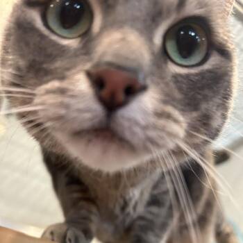 Tonka -  Domestic Short Hair Cat for Adoption in Saint Charles, Missouri - Tonka | PetCurious