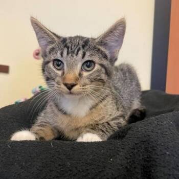 Domestic Short Hair Cats Available for Adoption - Eclipse | PetCurious