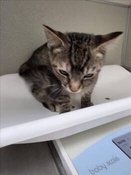 BUBBLES -  Domestic Short Hair Cat for Adoption in Tracy, California - BUBBLES | PetCurious