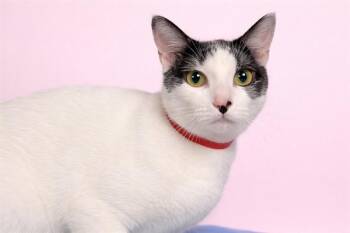 Domestic Short Hair Cats Available for Adoption - KIWI | PetCurious