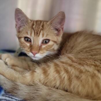 Orange Julius -  Domestic Short Hair Cat for Adoption in Fort Wayne, Indiana - Orange Julius | PetCurious