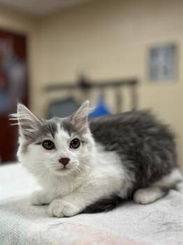 MILANA -  Domestic Medium Hair Cat for Adoption in Aliquippa, Pennsylvania - MILANA | PetCurious