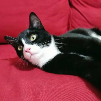Rescue Tuxedo Cats for Adoption - Miller | PetCurious