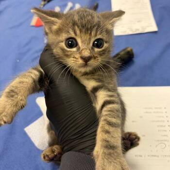 Ace -  Domestic Short Hair Cat for Adoption in Keizer, Oregon - Ace | PetCurious