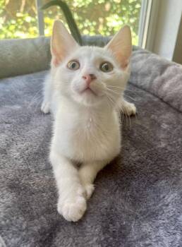 Spot -  Domestic Short Hair Cat for Adoption in Las Vegas, Nevada - Spot | PetCurious