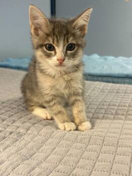Otis -  Domestic Short Hair Cat for Adoption in Lovingston, Virginia - Otis | PetCurious