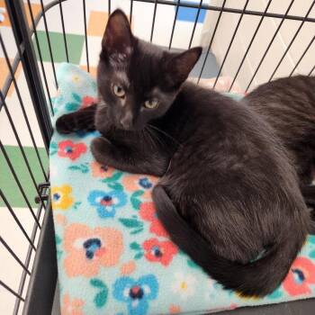 Elowen -  Domestic Short Hair Cat for Adoption in Rocky Mount, Virginia - Elowen | PetCurious