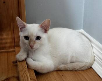 Walter -  Siamese Cat for Adoption in Burnaby, British Columbia - Walter | PetCurious