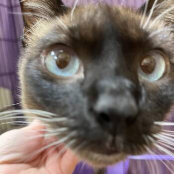 Domestic Short Hair Cats Available for Adoption in Bedford, New Hampshire - Sheba | PetCurious