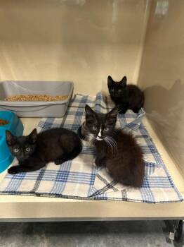 Eleanor -  Domestic Short Hair Cat for Adoption in Gautier, Mississippi - Eleanor | PetCurious
