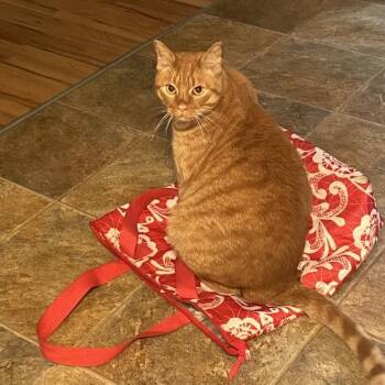 Mater -  Domestic Short Hair Cat for Adoption in Buellton, California - Mater | PetCurious