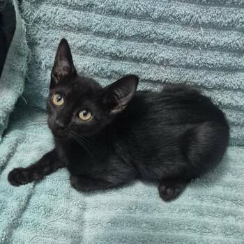 Pebble -  Domestic Short Hair Cat for Adoption in Sunrise, Florida - Pebble | PetCurious