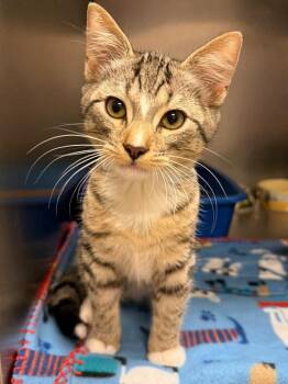 Marquis (Petsmart) -  Domestic Short Hair Cat for Adoption in Ocala, Florida - Marquis (Petsmart) | PetCurious