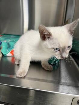 Cloud -  Domestic Short Hair Cat for Adoption in Noble, Oklahoma - Cloud | PetCurious