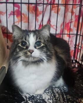 Dez -  Domestic Long Hair Cat for Adoption in Pittsburgh, Pennsylvania - Dez | PetCurious