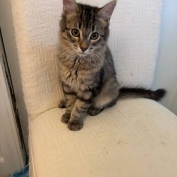 Rescue Domestic Short Hair Cats for Adoption in Ashland, Oregon - Ferris | PetCurious