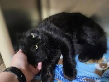Winter Soldier -  Domestic Long Hair and Domestic Short Hair Cat for Adoption in Westland, Michigan - Winter Soldier | PetCurious