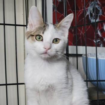 Seraphina -  Domestic Short Hair Cat for Adoption in Pleasanton, California - Seraphina | PetCurious