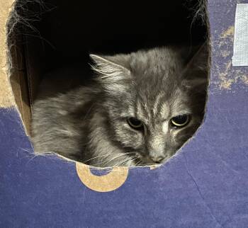 Domestic Long Hair Cats Available for Adoption in Pickerington, Ohio - SUSHI | PetCurious