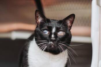 Domestic Short Hair Cats Available for Adoption - 2655B Figaro | PetCurious