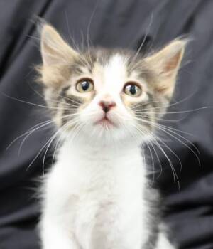 Kuchen -  Domestic Short Hair Cat for Adoption in Thief River Falls, Minnesota - Kuchen | PetCurious