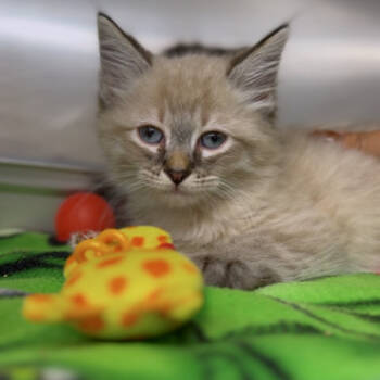 Rescue Domestic Long Hair Cats for Adoption in Medford, Oregon - Klamath | PetCurious