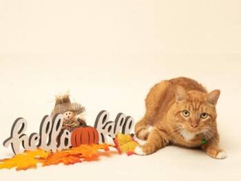 Garfield -  Domestic Short Hair Cat for Adoption in Fairhope, Alabama - Garfield | PetCurious