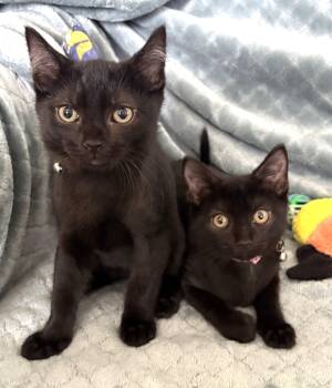 Hickorywood and Mahoganywood (both boys) -  Domestic Short Hair Cat for Adoption in Columbus, Ohio - Hickorywood And Mahoganywood (both Boys) | PetCurious