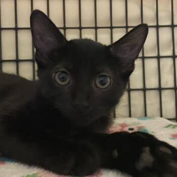 Joyce Monroe -  Domestic Short Hair Cat for Adoption in Chicago, Illinois - Joyce Monroe | PetCurious