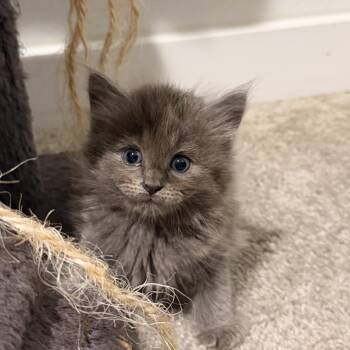 Sterling -  Domestic Long Hair Cat for Adoption in Baytown, Texas - Sterling | PetCurious