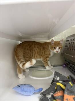 Domestic Short Hair Cats Available for Adoption - Simba | PetCurious