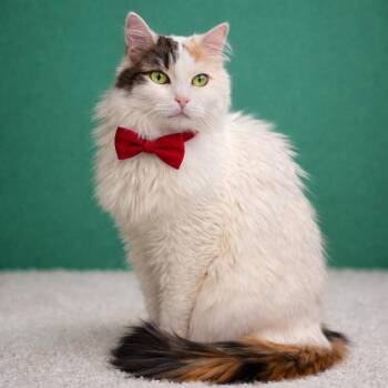 Peak A Boo -  Domestic Medium Hair Cat for Adoption in Binghamton, New York - Peak A Boo | PetCurious