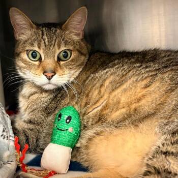 Chippen -  Domestic Short Hair Cat Available for Adoption in West Palm Beach, Florida - Chippen | PetCurious