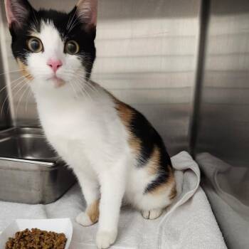 Patches -  Domestic Short Hair Cat for Adoption in Ballston Spa, New York - Patches | PetCurious