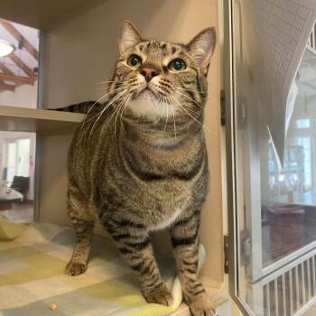 Finn -  Domestic Short Hair Cat for Adoption in Gloucester, Virginia - Finn | PetCurious