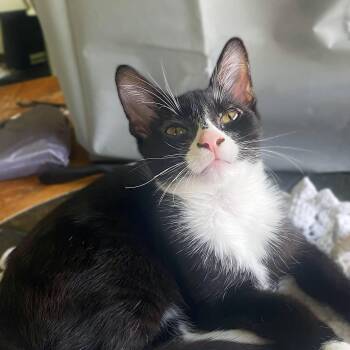Pimento (sweet and petite fella) -  Domestic Short Hair Cat for Adoption in Lemoyne, Pennsylvania - Pimento (sweet And Petite Fella) | PetCurious