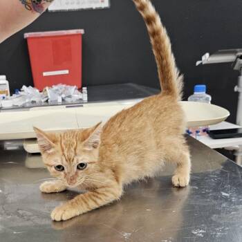 Garfunkle -  Domestic Short Hair Cat for Adoption in Livingston, Texas - Garfunkle | PetCurious